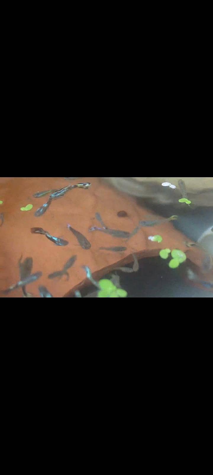 Guppies 4
