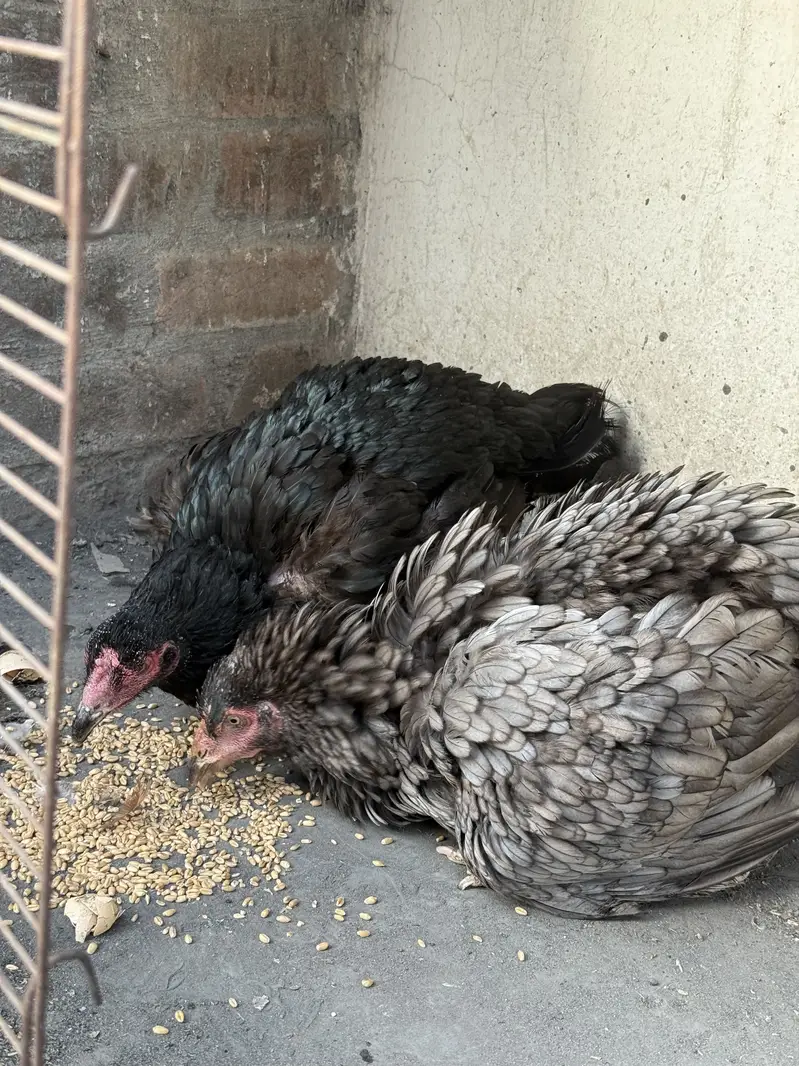 Pure Aseel Kurak Females — photo 2
