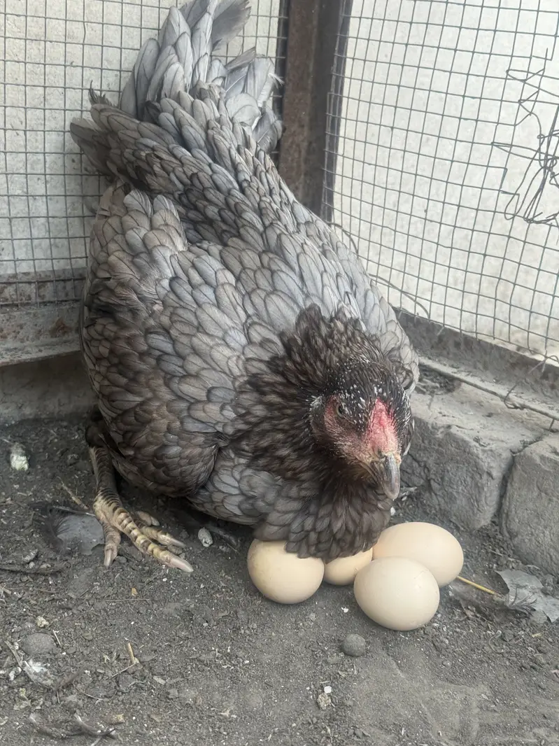 Pure Aseel Kurak Females — photo 3