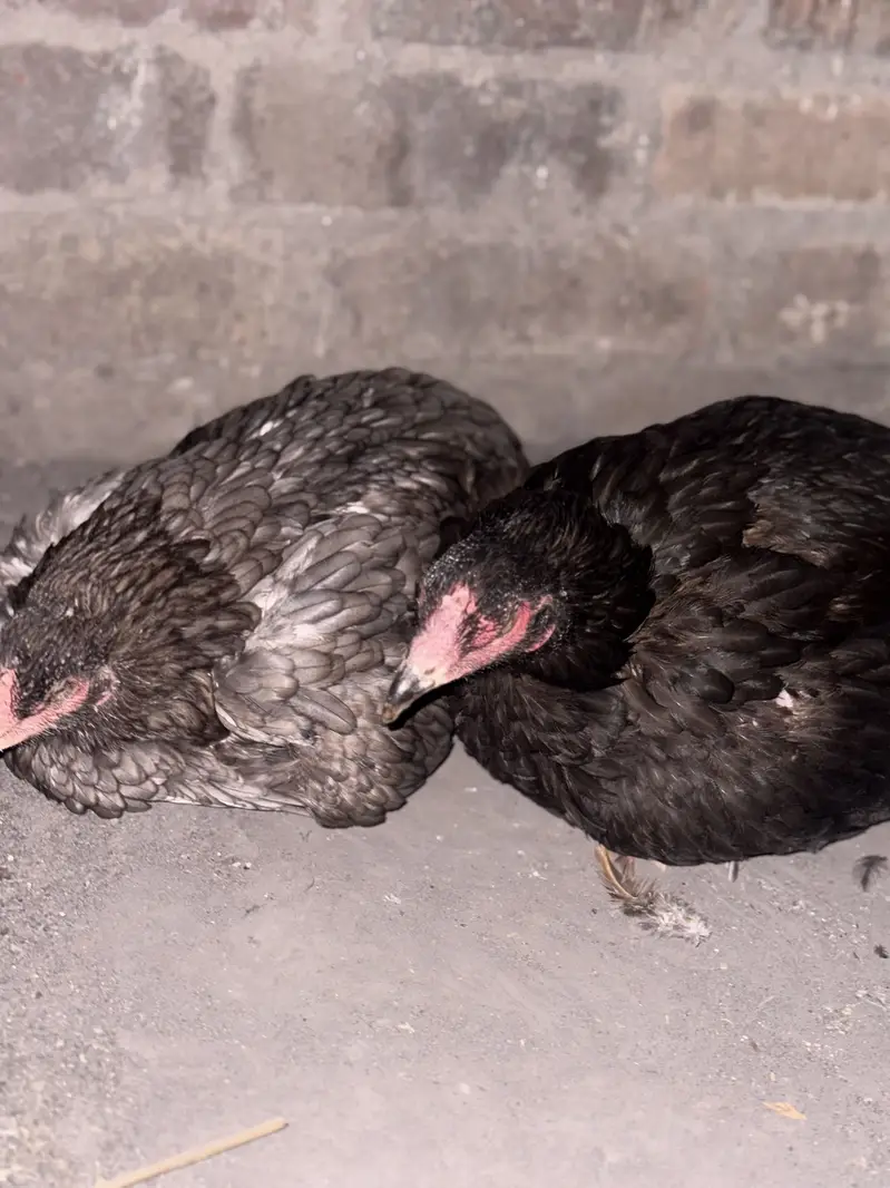 Pure Aseel Kurak Females — photo 4