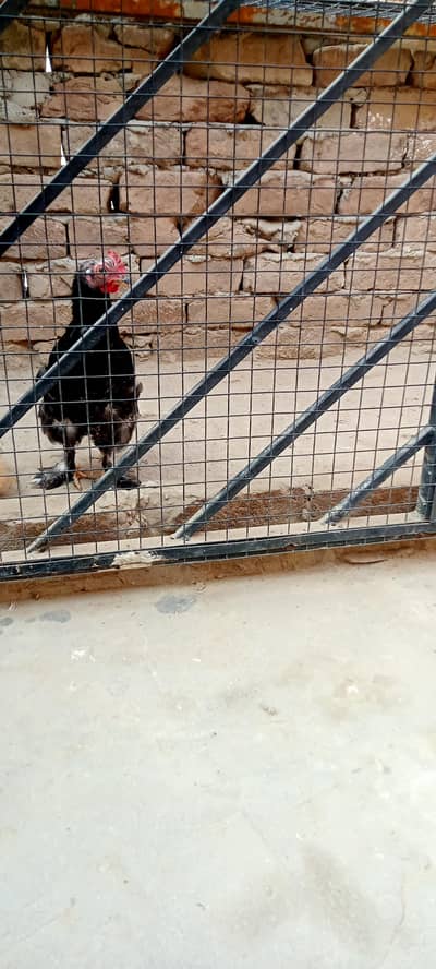 Brahma Cross Fancy Birds 8 Month Active Feather Legs