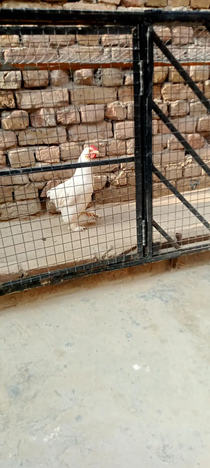 Brahma Cross Fancy Birds 8 Month Active Feather Legs — photo 2
