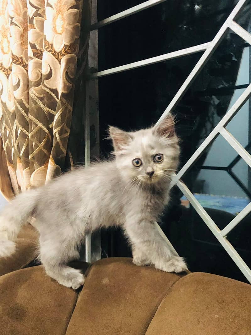 Persian Kitten 0