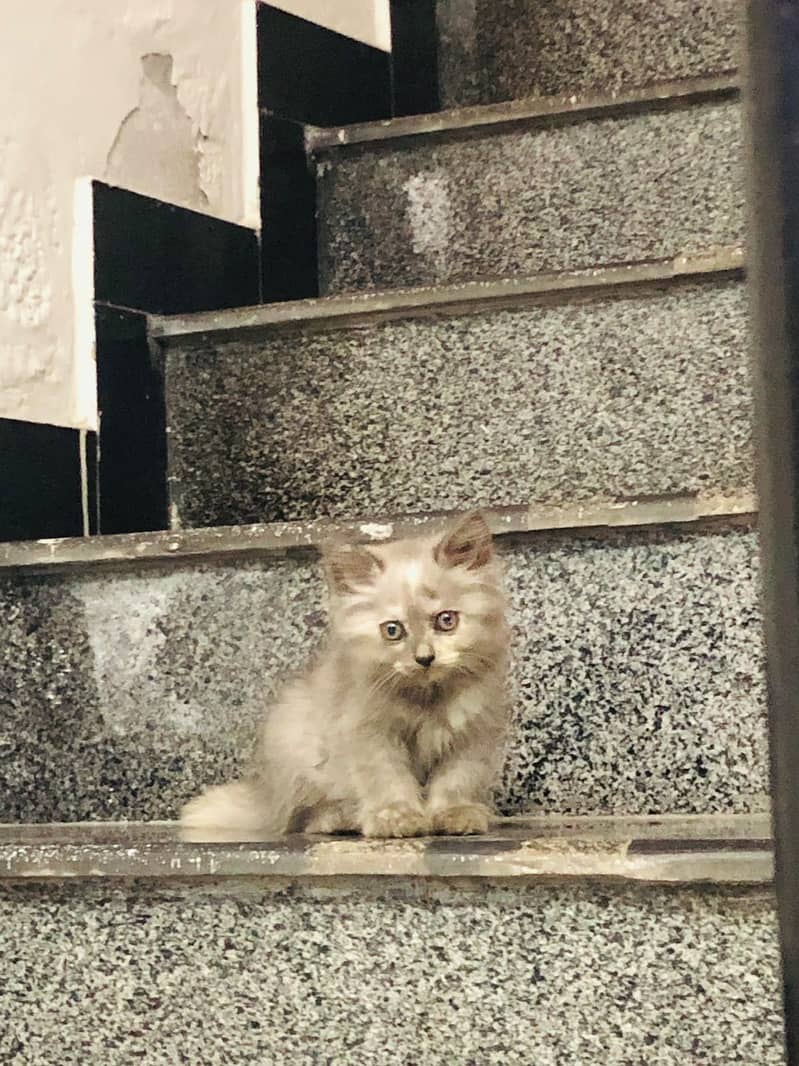 Persian Kitten 1