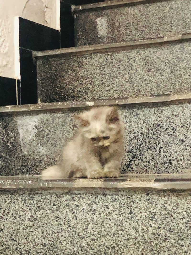 Persian Kitten 2
