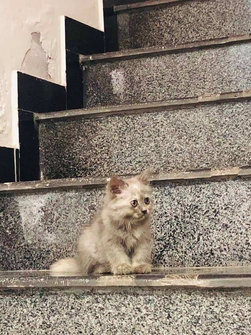 Persian Kitten 3