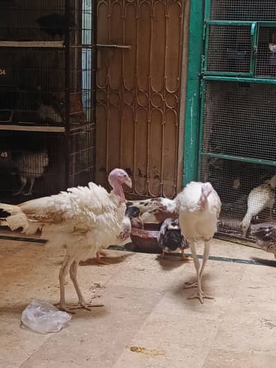 Turkey