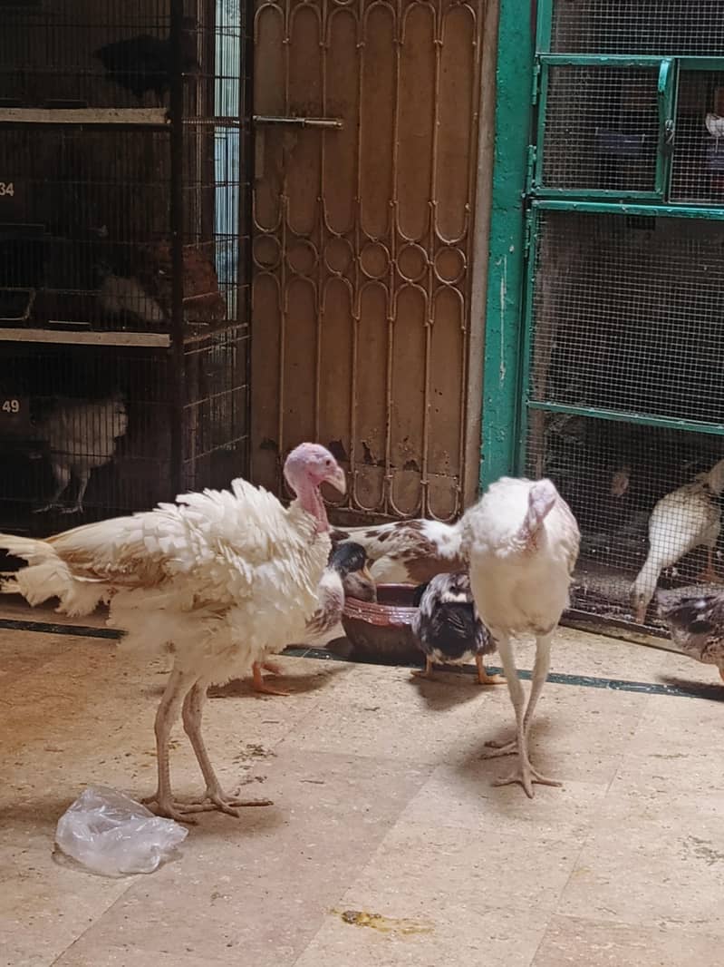 Turkey 0