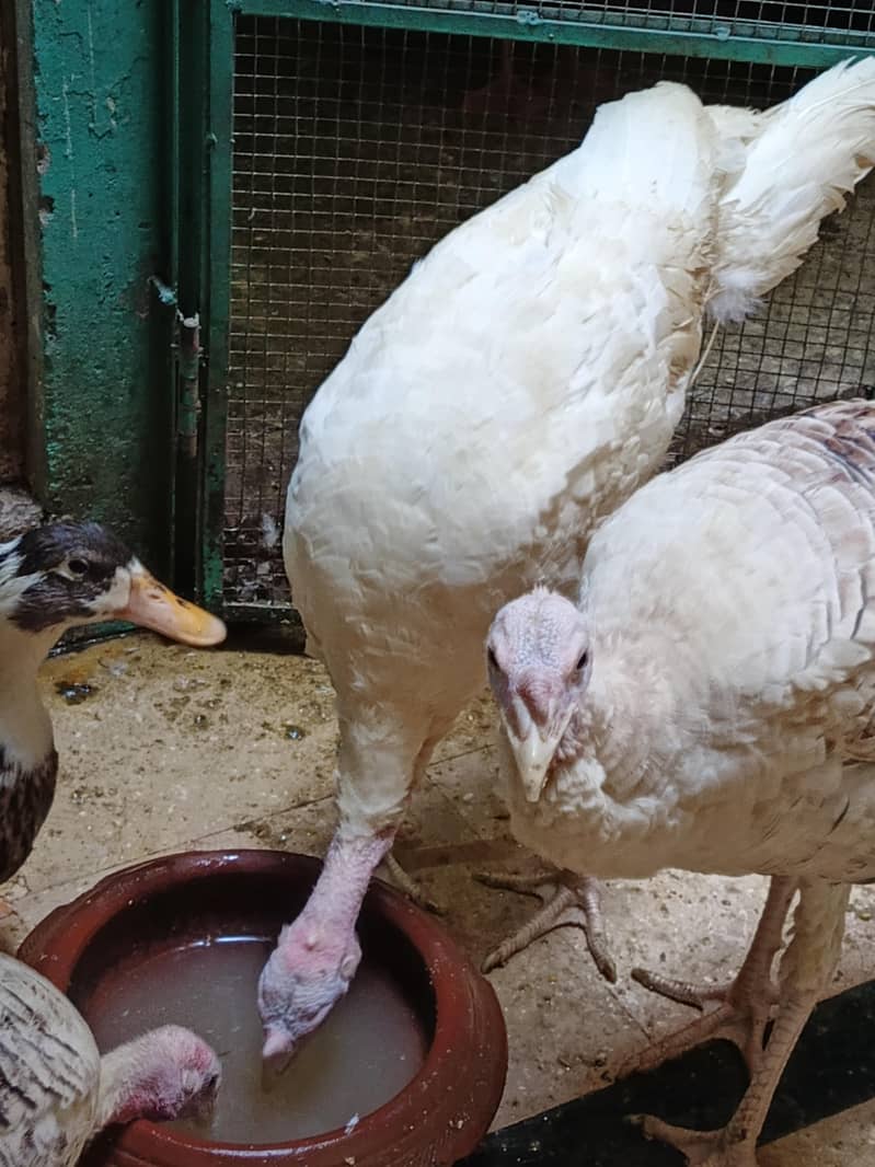 Turkey 1
