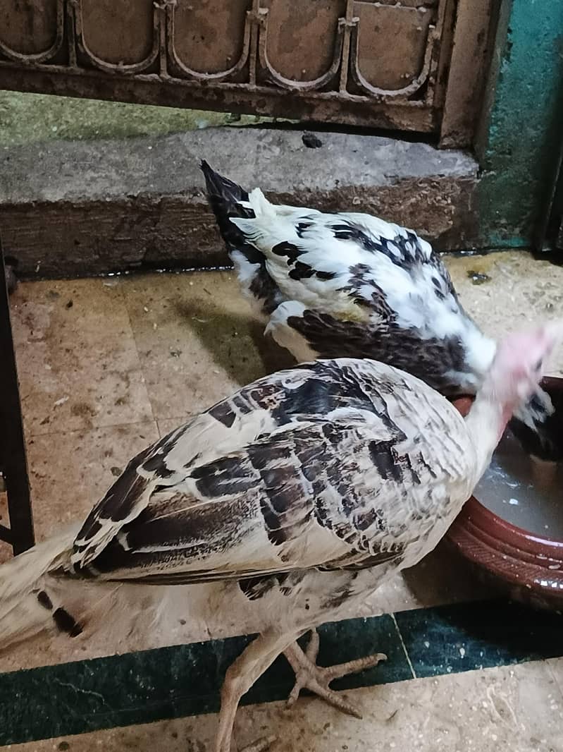 Turkey 2