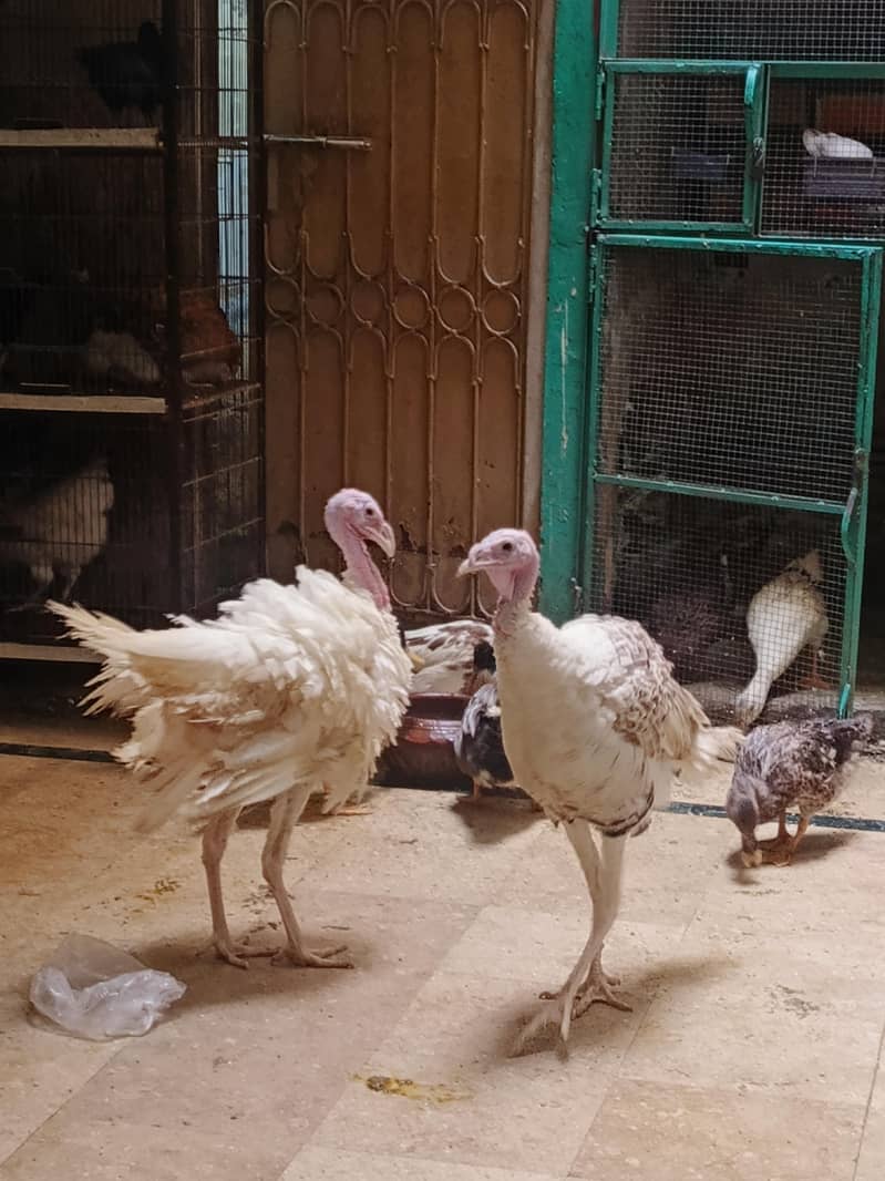 Turkey 3