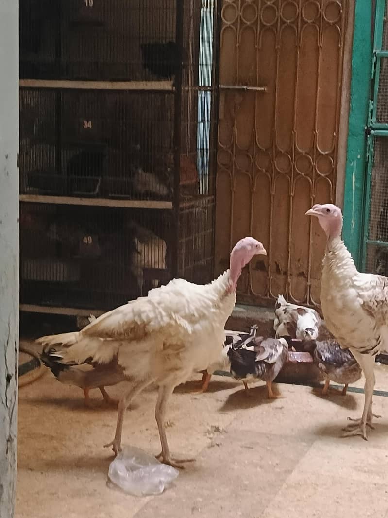Turkey 4