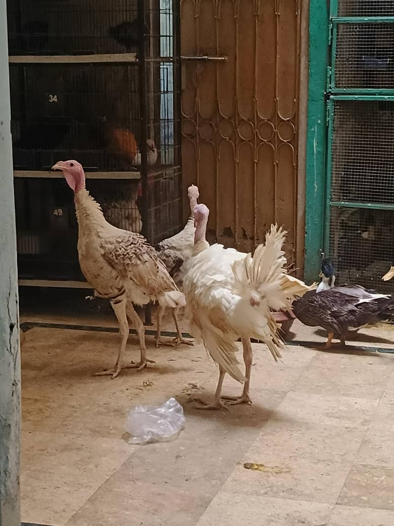 Turkey 5