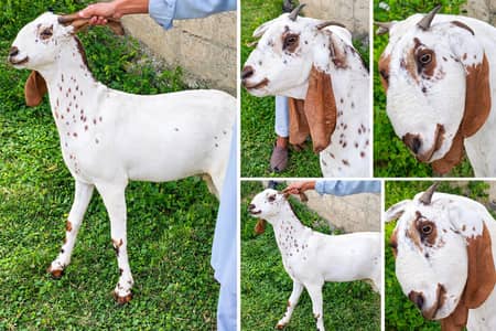 Beetal Bakri for sale ( pehla suu hyy bakri kaa )