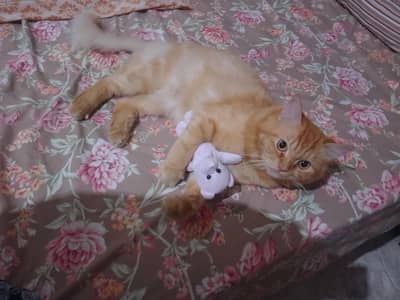 Male Cat for Sale