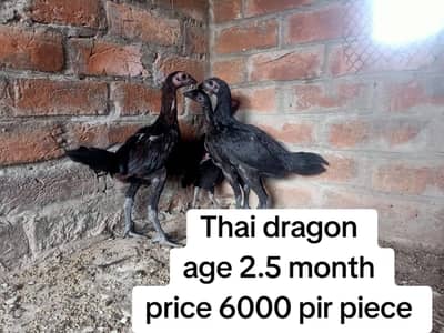 dragon|Thai |burmi| turkish hint| penas pakoya |lasani |imported aseel