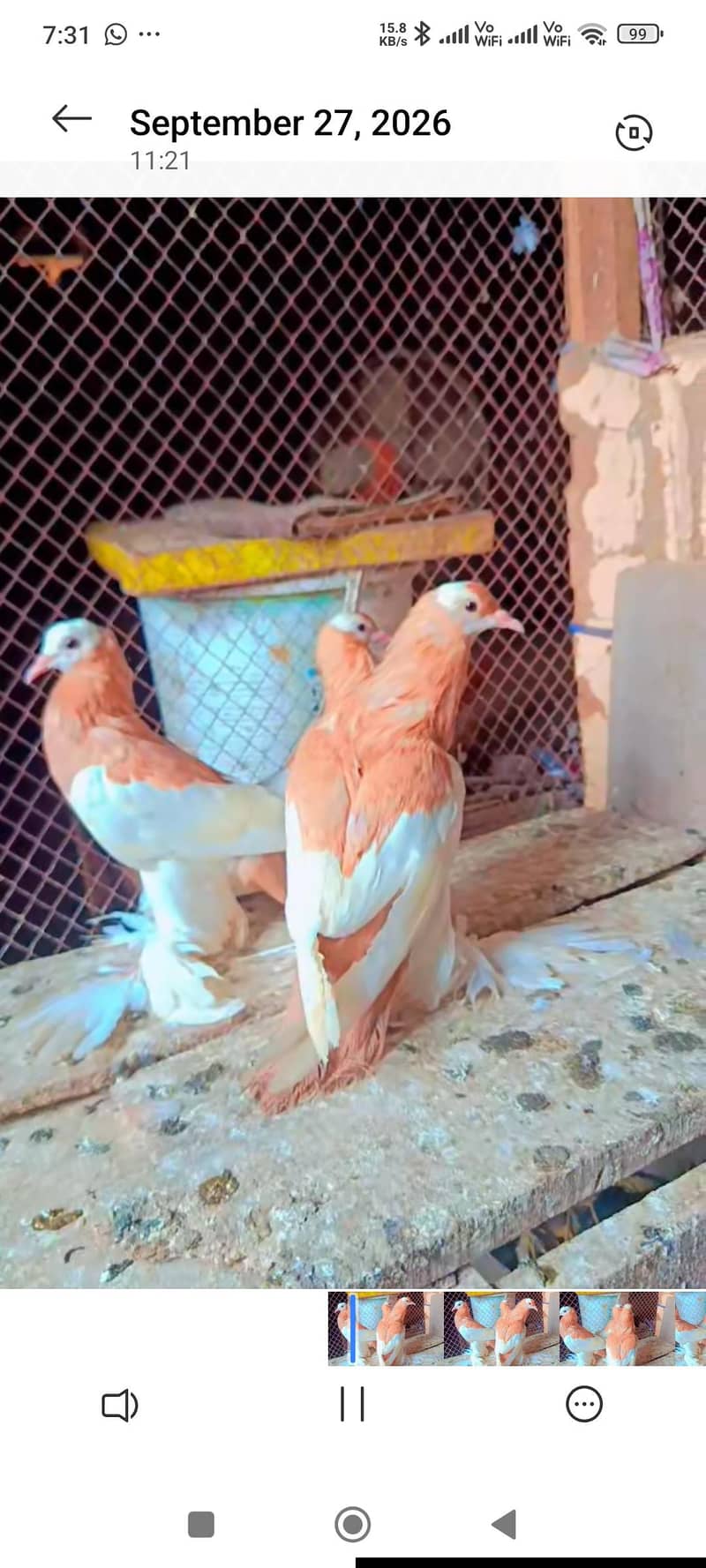 pouter 4kali confrm pair+jacobin breeder pair+white dynish breeder 0