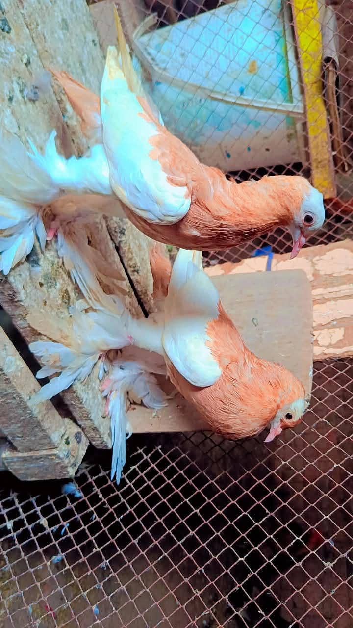 pouter 4kali confrm pair+jacobin breeder pair+white dynish breeder 1