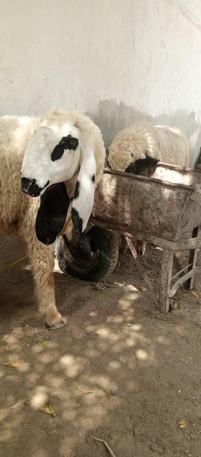 Kajli sheep