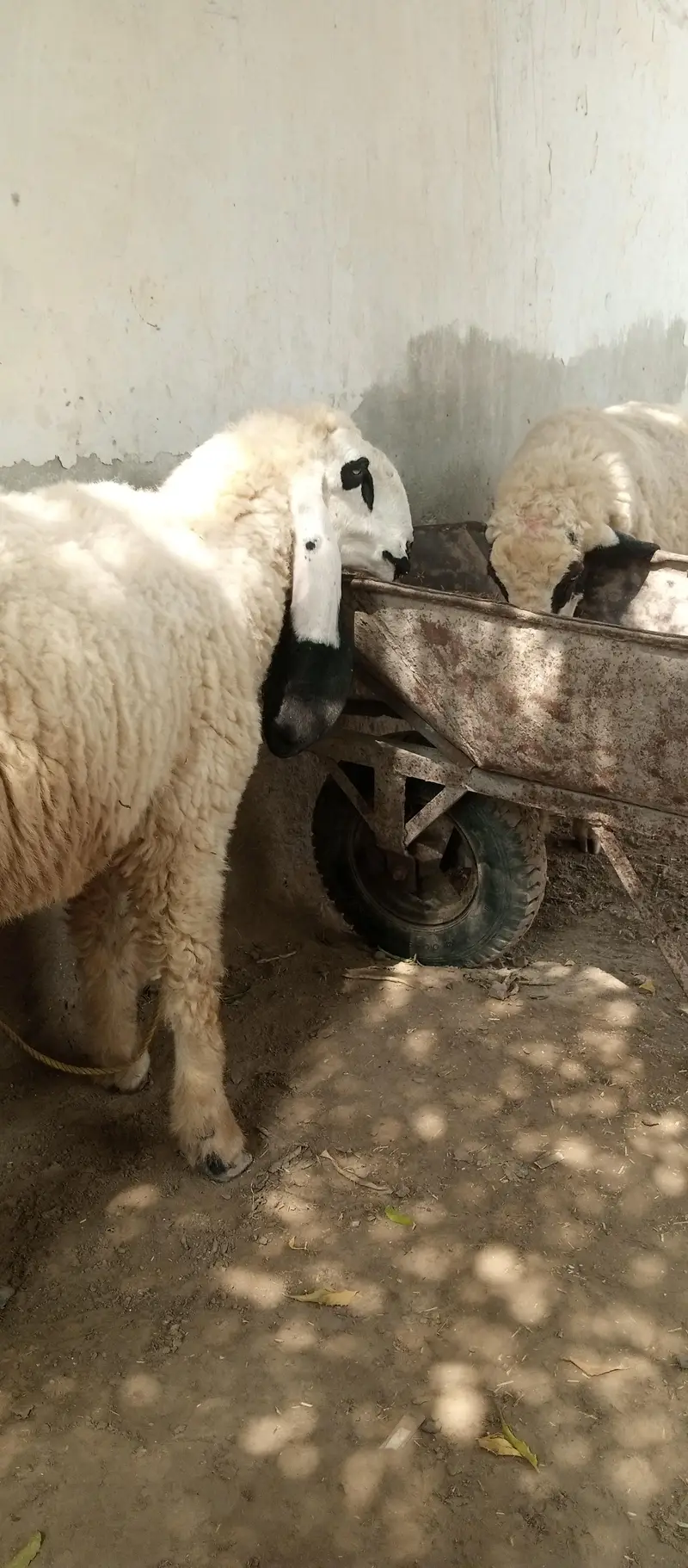 Kajli sheep — photo 2