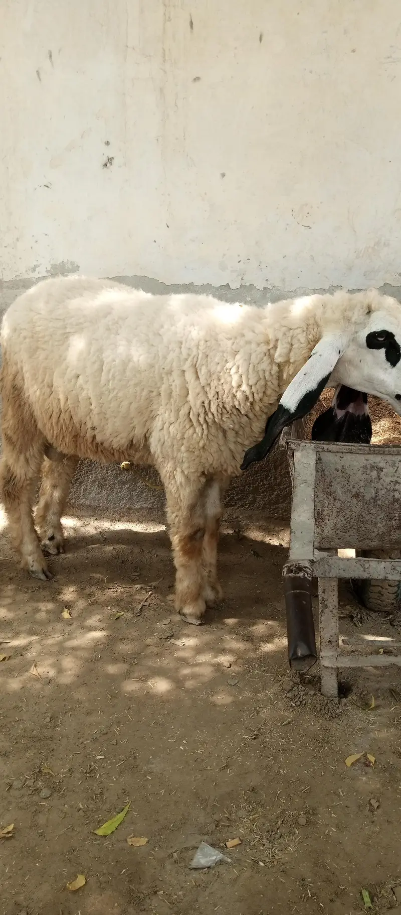 Kajli sheep — photo 3