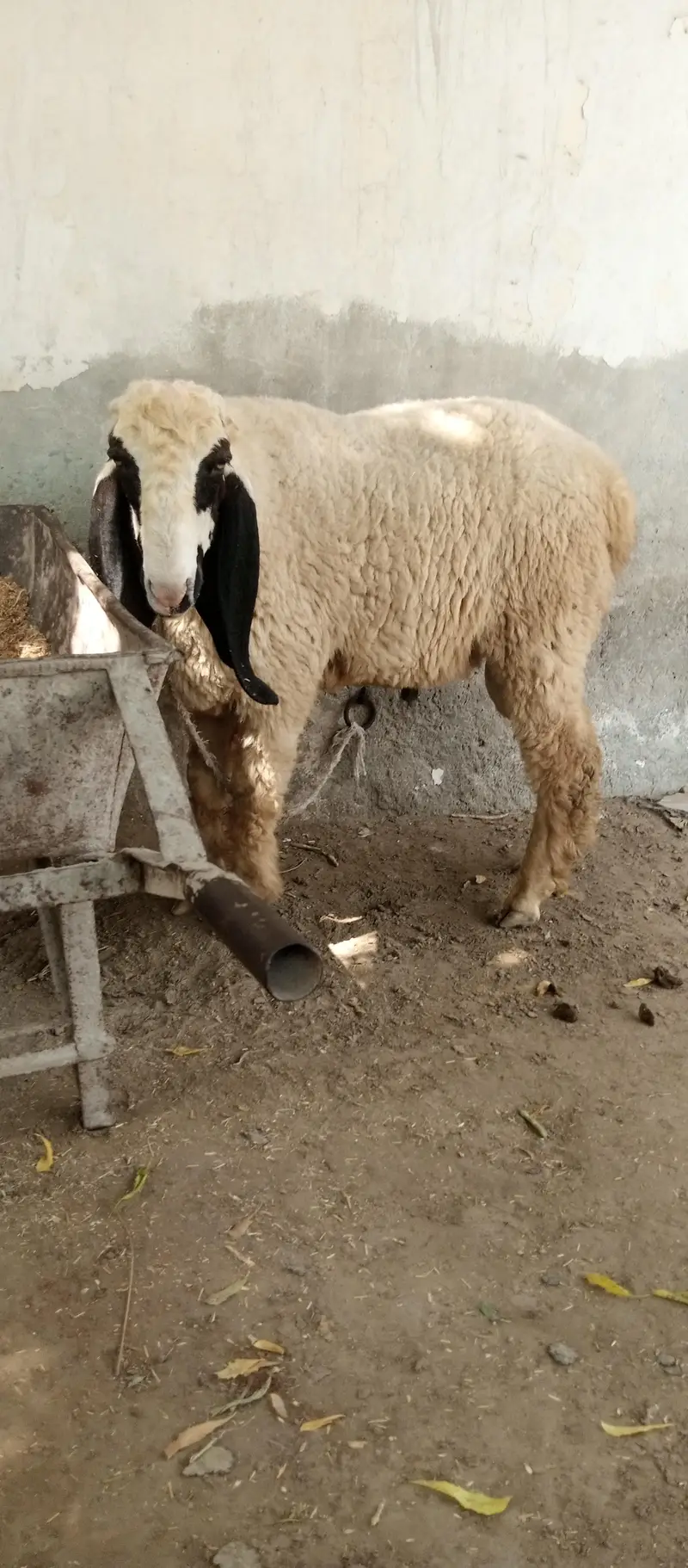 Kajli sheep — photo 4
