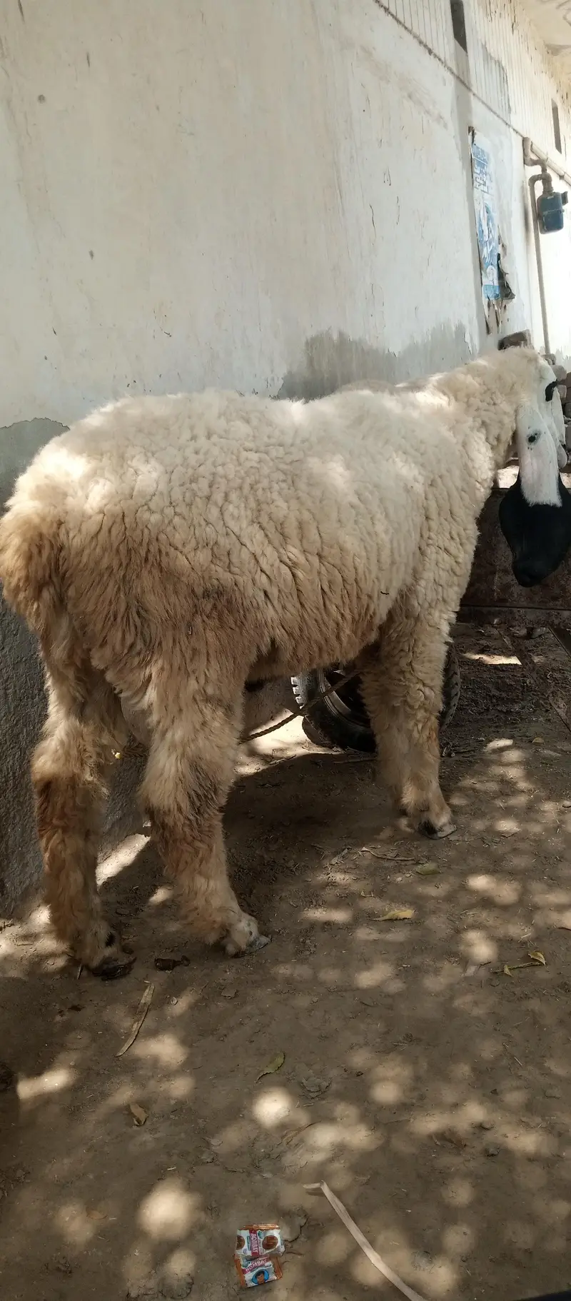Kajli sheep — photo 5