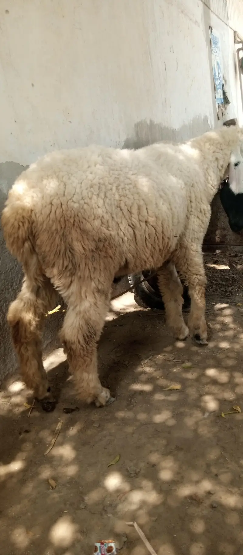 Kajli sheep — photo 6