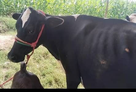 cow pure ferzion