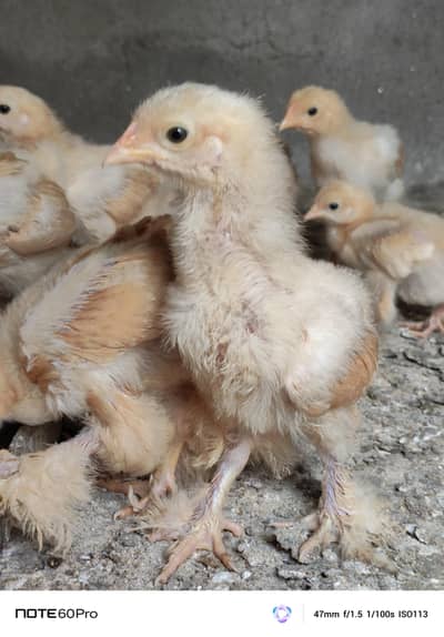Mash Allah Pure Golden Buff Chicks For Sale