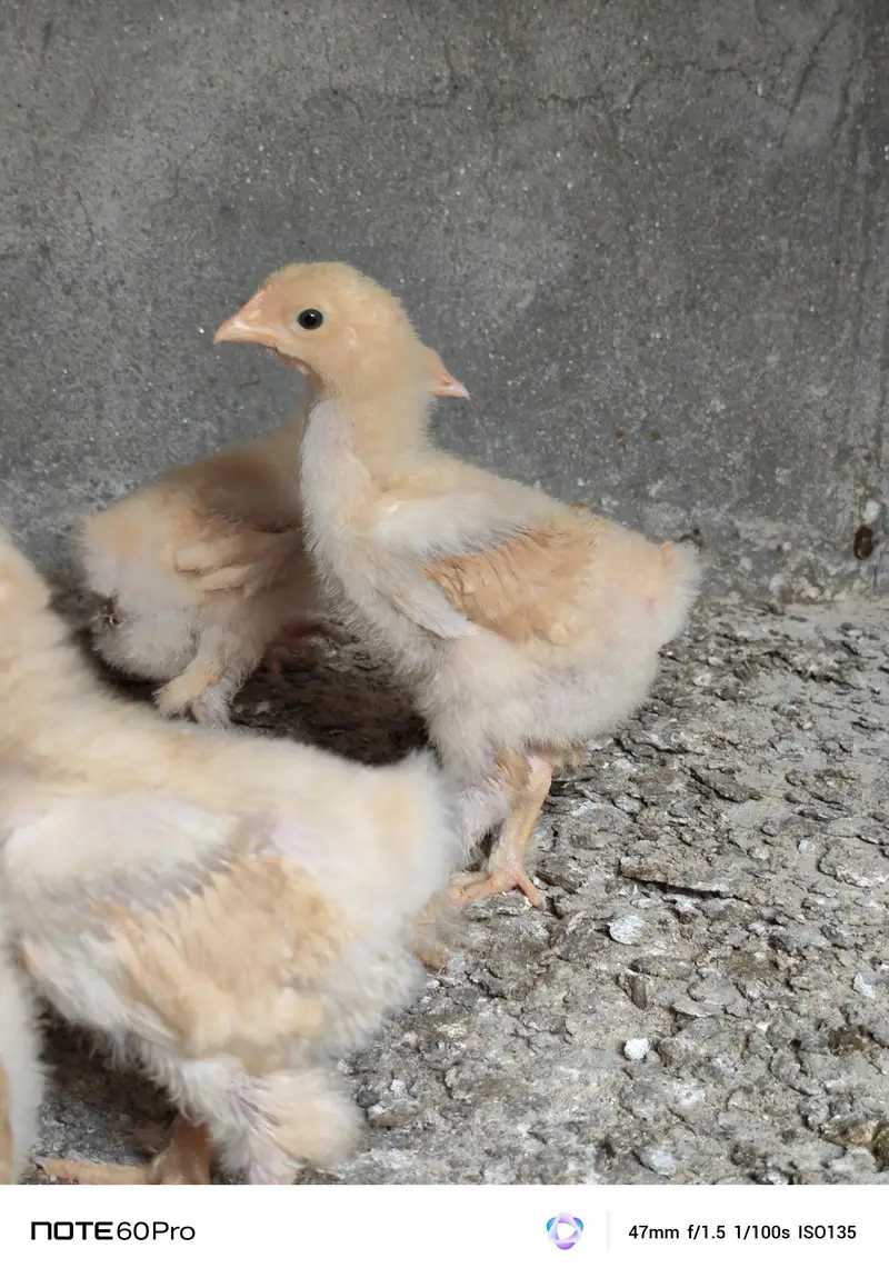 Mash Allah Pure Golden Buff Chicks For Sale — photo 2