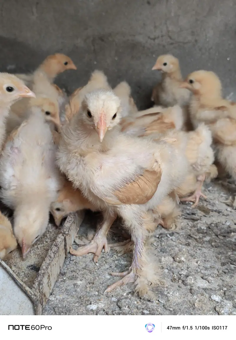 Mash Allah Pure Golden Buff Chicks For Sale — photo 3