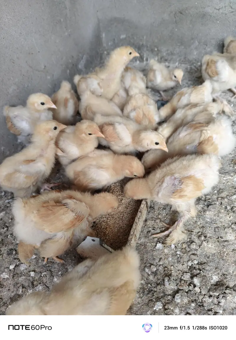 Mash Allah Pure Golden Buff Chicks For Sale — photo 4