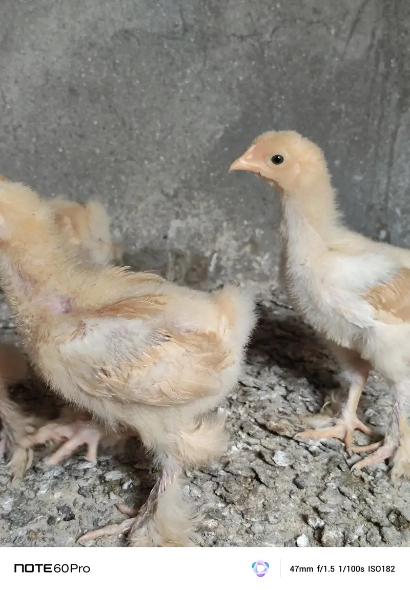 Mash Allah Pure Golden Buff Chicks For Sale — photo 5
