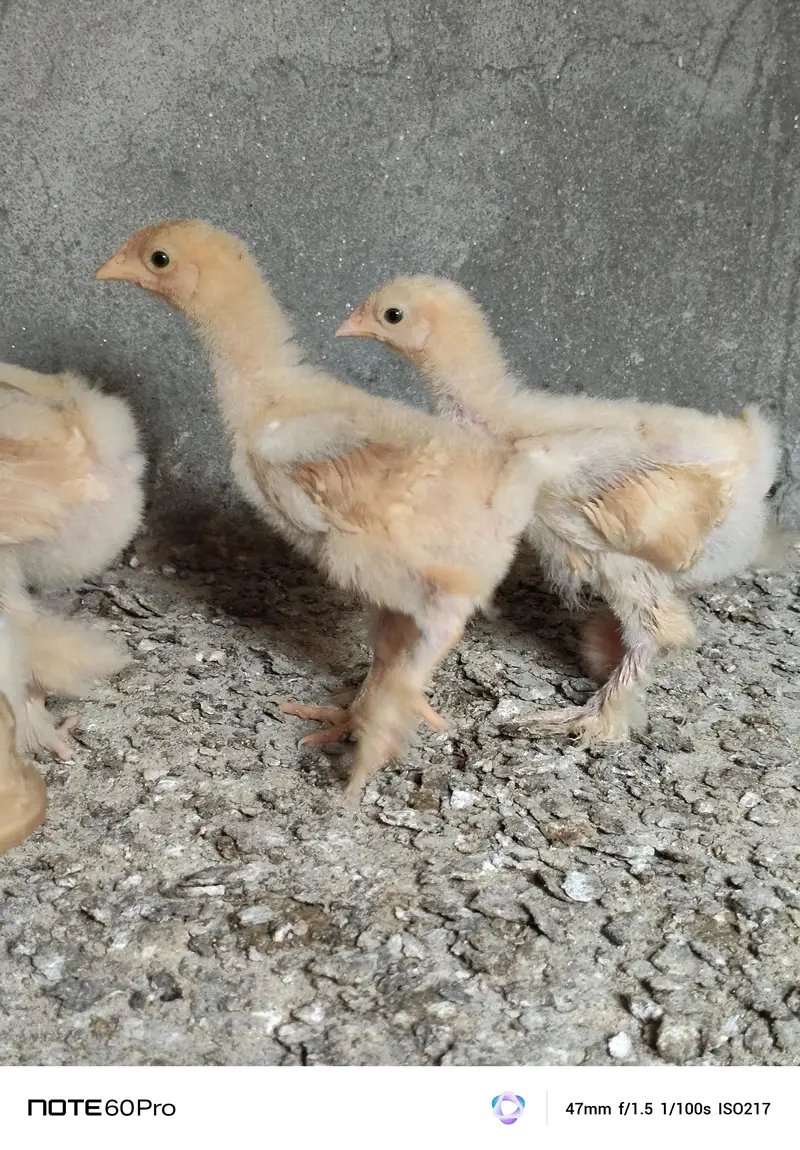Mash Allah Pure Golden Buff Chicks For Sale — photo 6