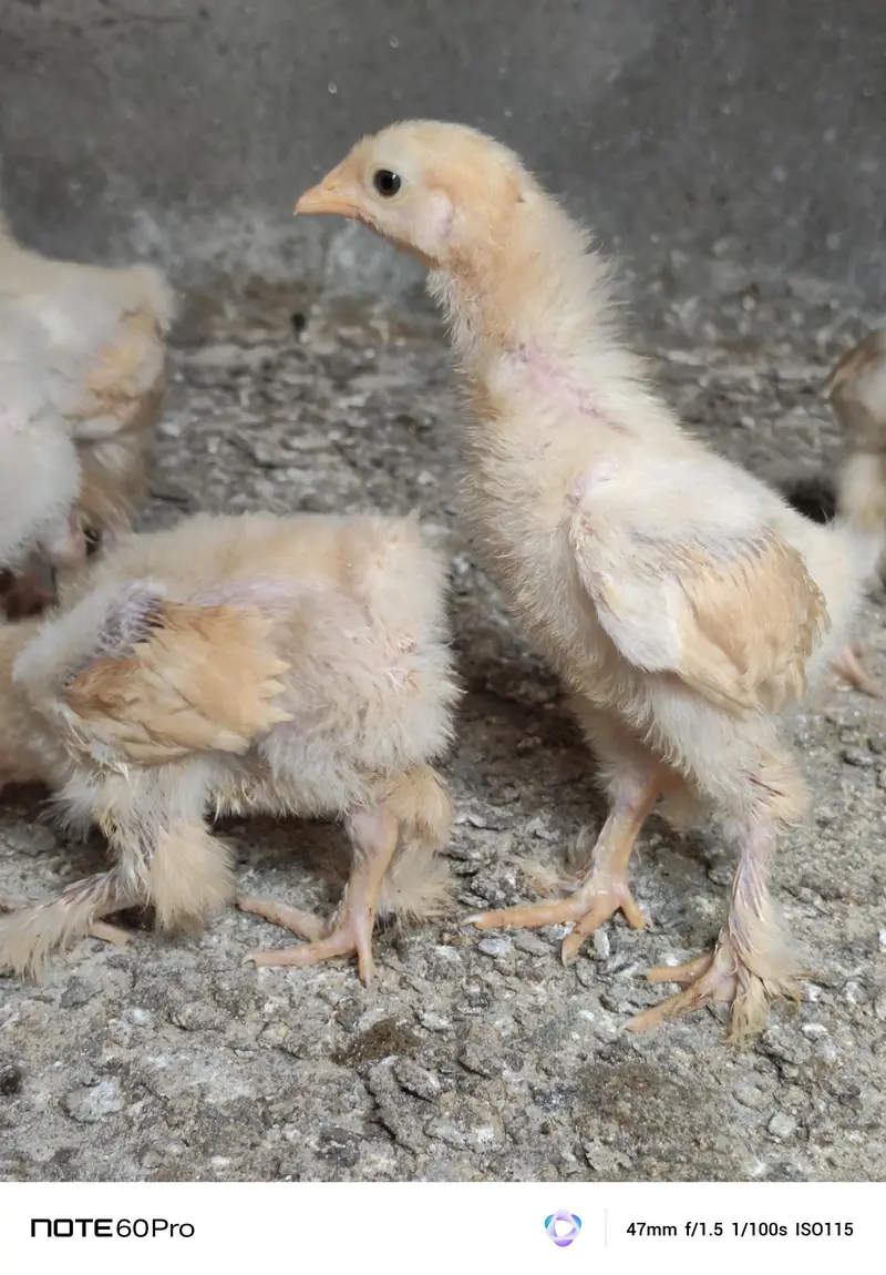 Mash Allah Pure Golden Buff Chicks For Sale — photo 7