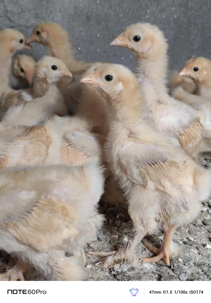 Mash Allah Pure Golden Buff Chicks For Sale — photo 8