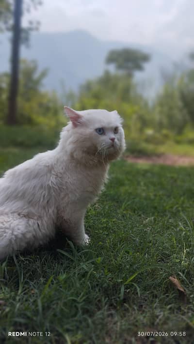 beautiful white cat