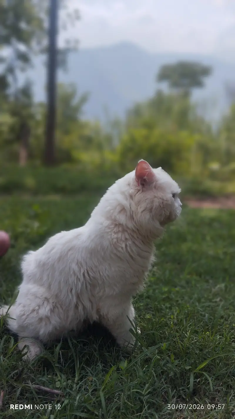 Pure White Persian Male Cat  Odd Eyes Long — photo 2