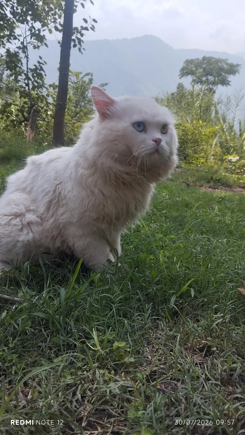 Pure White Persian Male Cat  Odd Eyes Long — photo 3