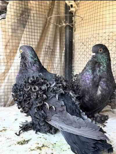 Fancy pigeons available