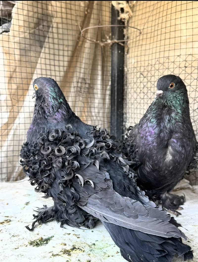 Fancy pigeons available 0