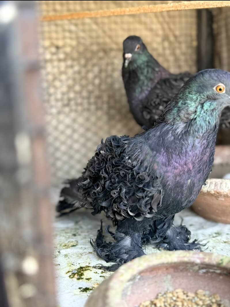 Fancy pigeons available 1