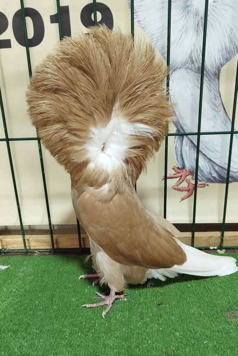 Fancy pigeons available 2