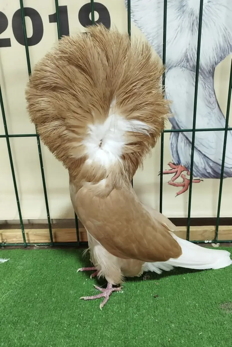 Fancy pigeons available — photo 3