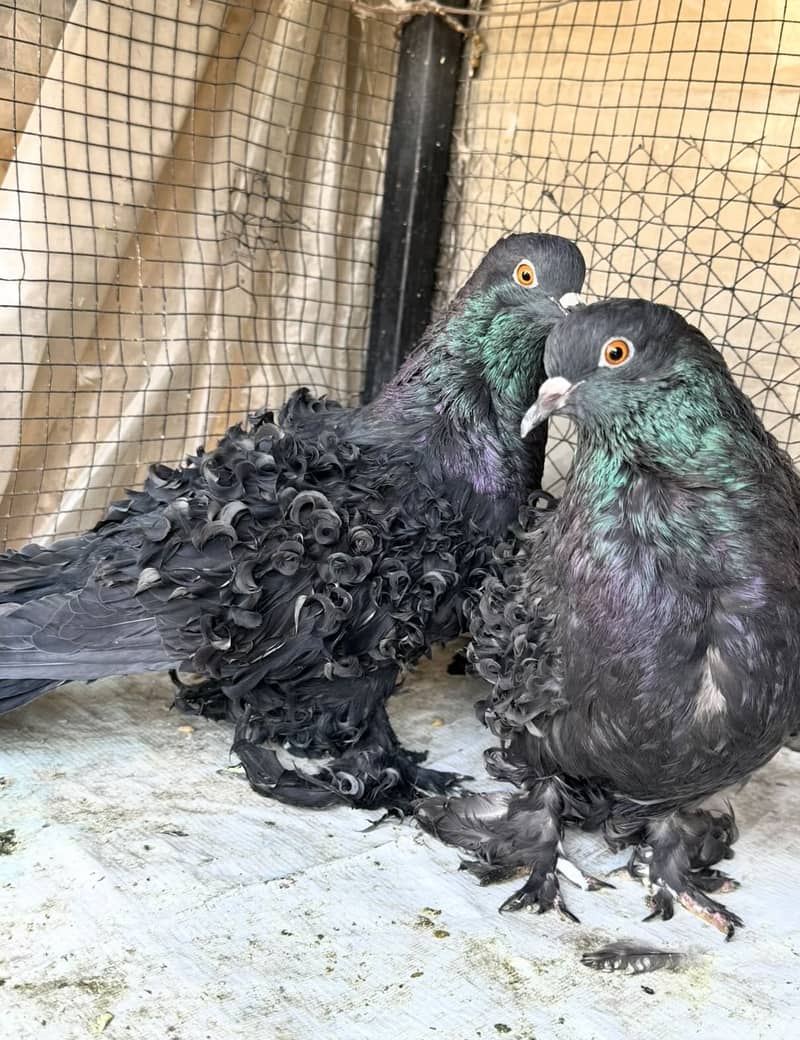 Fancy pigeons available 3