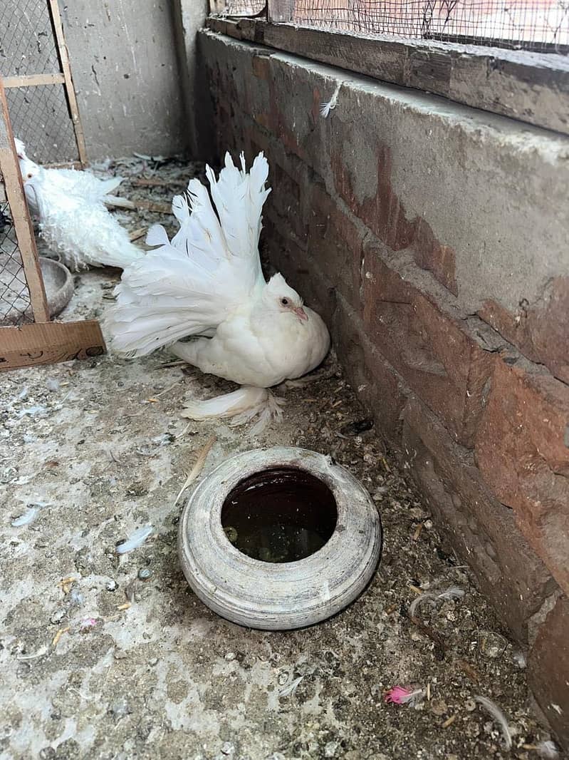 Fancy pigeons available 4