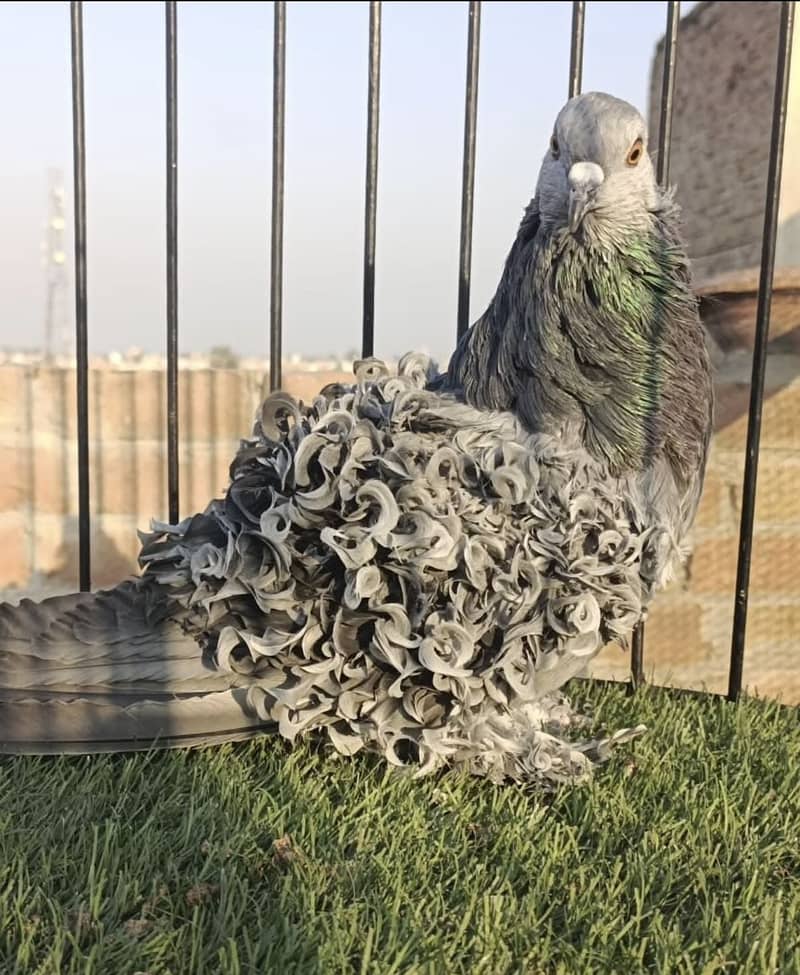 Fancy pigeons available 5