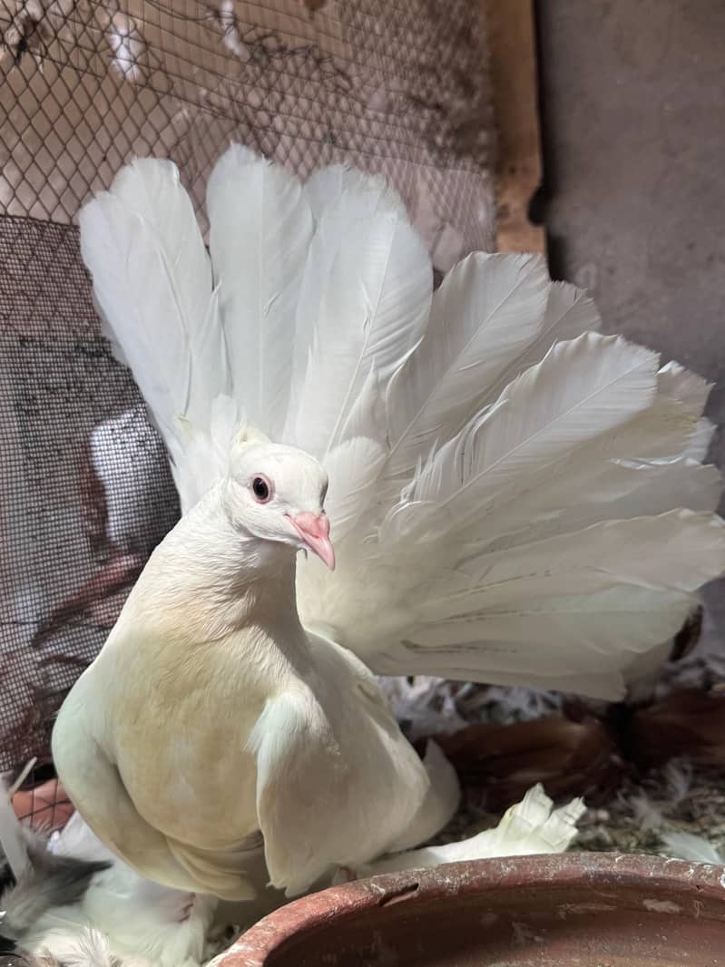 Fancy pigeons available 6