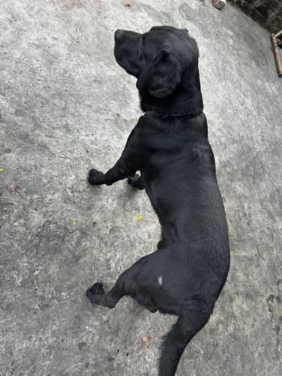 Labrador dog